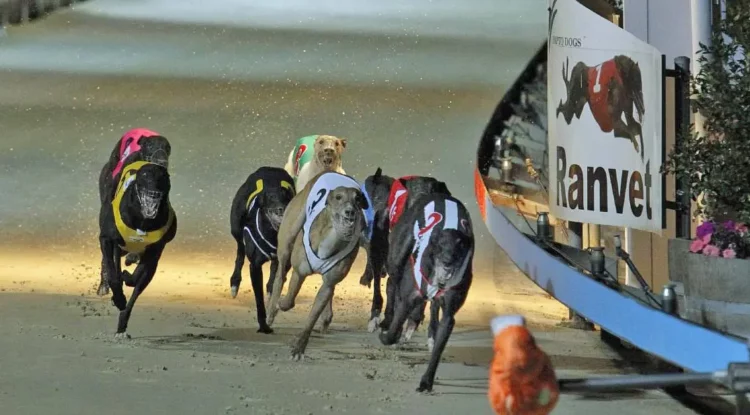GREYHOUND-NSW.jpg.webp.jpeg-750x415-1.webp