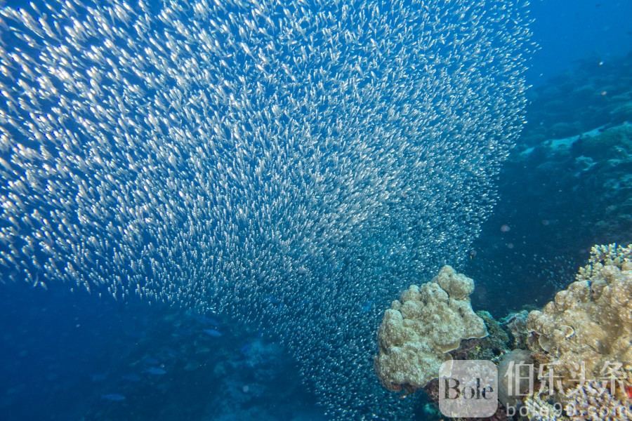 Philippines_Cebu_Moalboal_AFotolia_79909986_.jpg Philippines_Cebu_Moalboal_AFotolia_79909986_.jpg