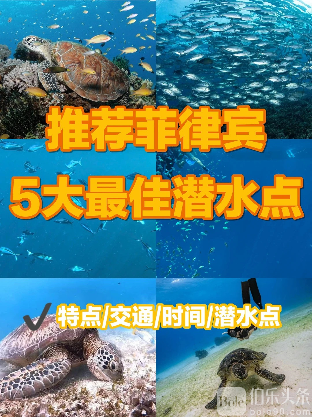 推荐五个超绝浮潜点！你都去过哪个？_1_蓝色巴拉望_来自小红书网页版.jpg