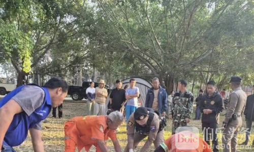 泰国野象突袭露营地！游客一死两伤