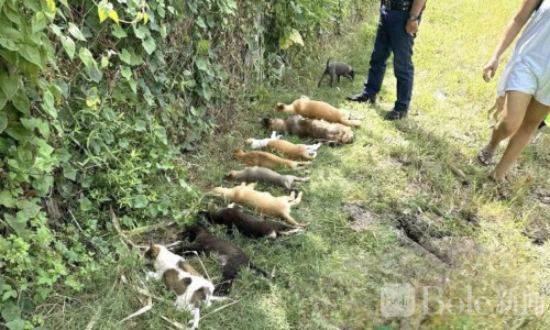 震惊！伊洛伊洛13只宠物犬离奇死亡，警方介入调查